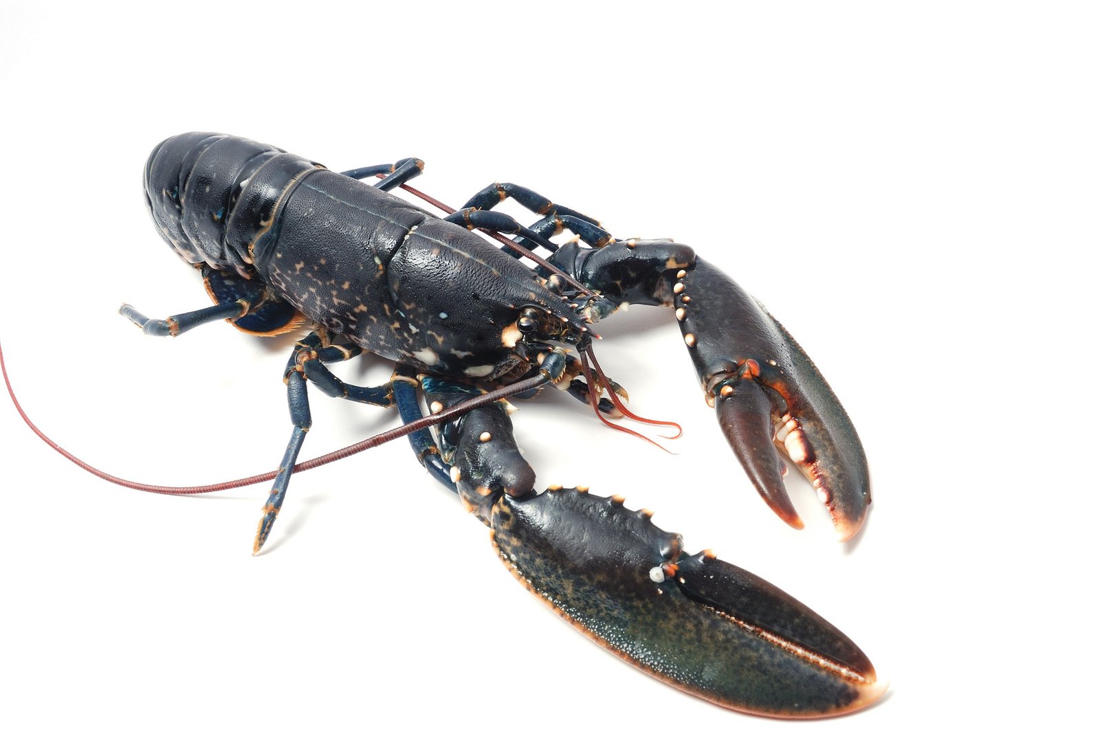 Homard breton Homard breton