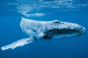 trop-de-touristes-peut-tuer-la-baleine-baleine-a-bosses-2514757.jpg